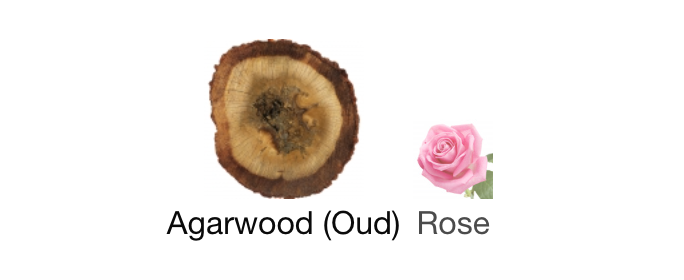 Oud & Rose